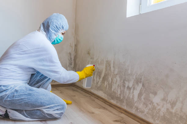 Licensed Basement Mold Remediation service in Atlanta, IL - WQB Mold Removal